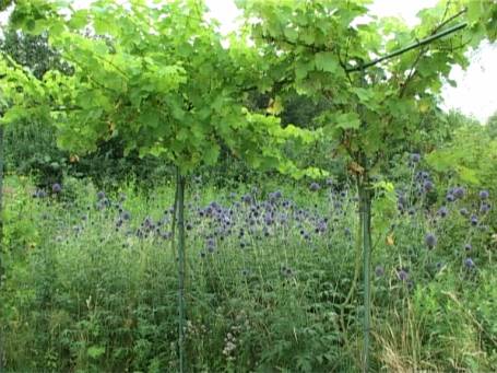 Museum Insel Hombroich : Gartenanlage